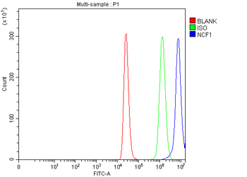 p47 phox/NCF1 Rabbit Polyclonal Antibody