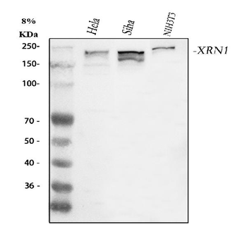 XRN1 Rabbit Polyclonal Antibody