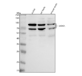 ASH2L Rabbit Polyclonal Antibody