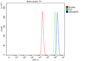ARHGEF5 Rabbit Polyclonal Antibody