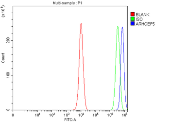 ARHGEF5 Rabbit Polyclonal Antibody