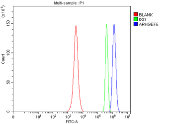 ARHGEF5 Rabbit Polyclonal Antibody