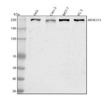 ARHGEF5 Rabbit Polyclonal Antibody
