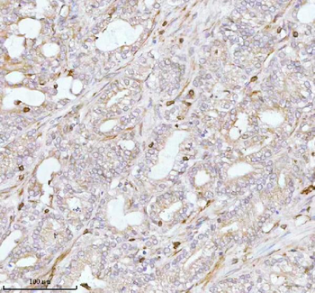 PLBD2 Rabbit Polyclonal Antibody