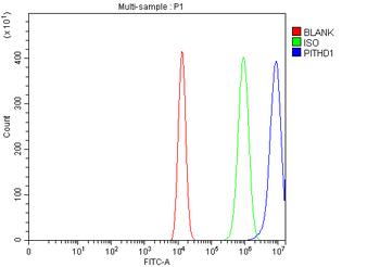 PITHD1 Rabbit Polyclonal Antibody