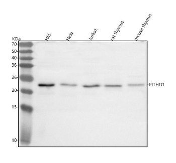 PITHD1 Rabbit Polyclonal Antibody