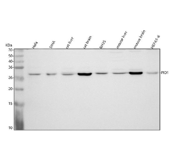 PID1 Rabbit Polyclonal Antibody