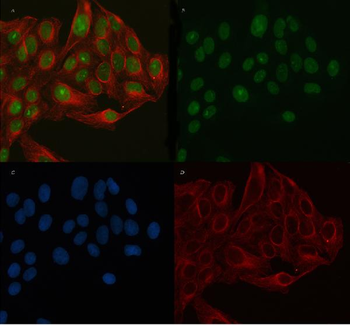 PERM1 Rabbit Polyclonal Antibody