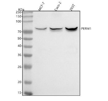 PERM1 Rabbit Polyclonal Antibody