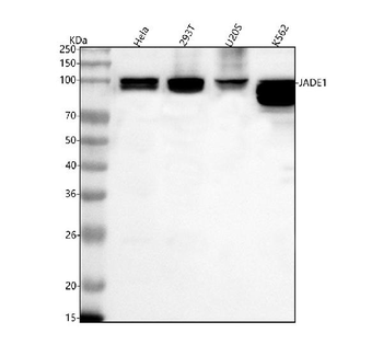 JADE1 Rabbit Polyclonal Antibody