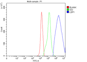 LSP1 Rabbit Polyclonal Antibody