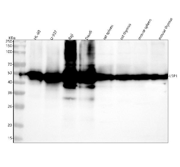 LSP1 Rabbit Polyclonal Antibody