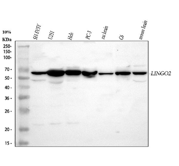 LINGO2 Rabbit Polyclonal Antibody