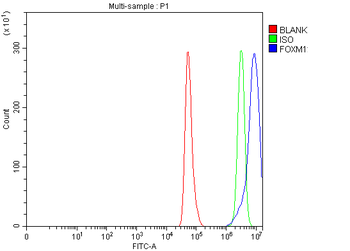 FOXM1 Rabbit Polyclonal Antibody