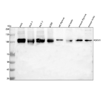 FOXM1 Rabbit Polyclonal Antibody