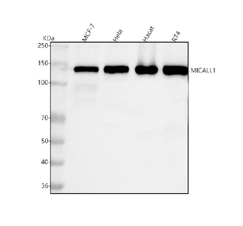 MICALL1 Rabbit Polyclonal Antibody