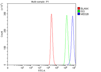 MED28 Rabbit Polyclonal Antibody