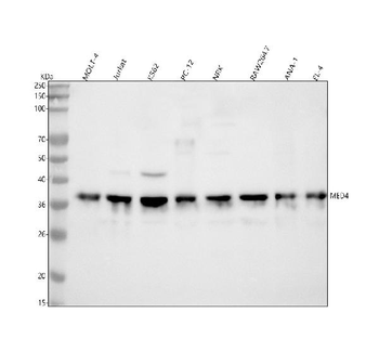 MED4 Rabbit Polyclonal Antibody