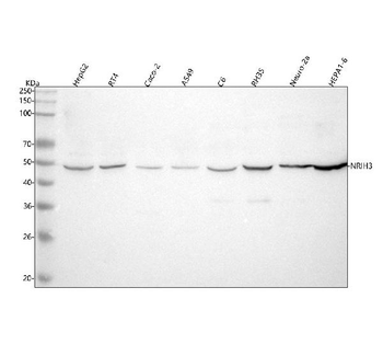 NR1H3 Rabbit Polyclonal Antibody