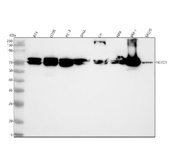 NETO1 Rabbit Polyclonal Antibody