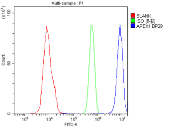 APE1/APEX1 Rabbit Polyclonal Antibody