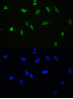 APE1/APEX1 Rabbit Polyclonal Antibody