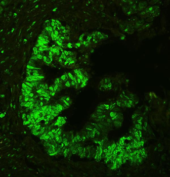 APE1/APEX1 Rabbit Polyclonal Antibody