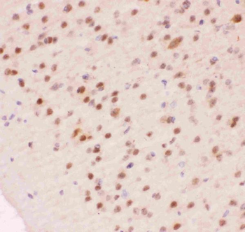 APE1/APEX1 Rabbit Polyclonal Antibody