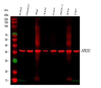 APE1/APEX1 Rabbit Polyclonal Antibody