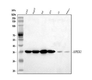 APE1/APEX1 Rabbit Polyclonal Antibody