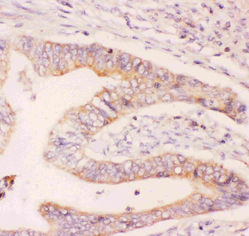 MCL1 Rabbit Polyclonal Antibody