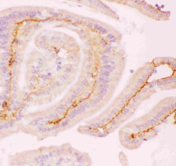 MCL1 Rabbit Polyclonal Antibody