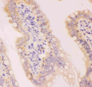 MCL1 Rabbit Polyclonal Antibody