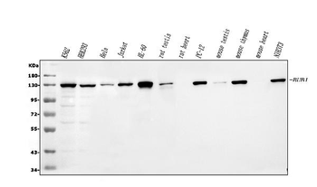 Bub1 AAMP Rabbit Polyclonal Antibody