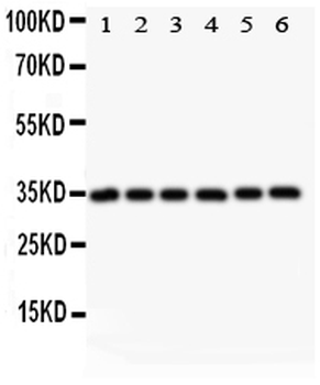 MyD88 Rabbit Polyclonal Antibody