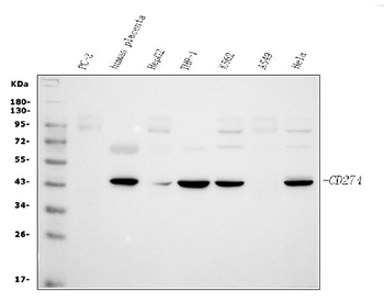 PD-L1/CD274/PD Rabbit Polyclonal Antibody