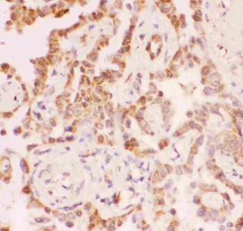 SIRT2 Rabbit Polyclonal Antibody