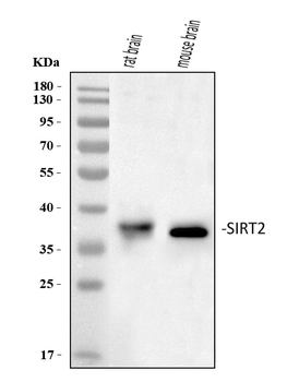 SIRT2 Rabbit Polyclonal Antibody