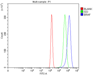 B Raf/BRAF Rabbit Polyclonal Antibody