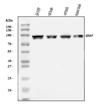 B Raf/BRAF Rabbit Polyclonal Antibody