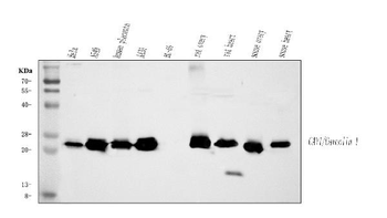 Caveolin-1/CAV1 Rabbit Polyclonal Antibody