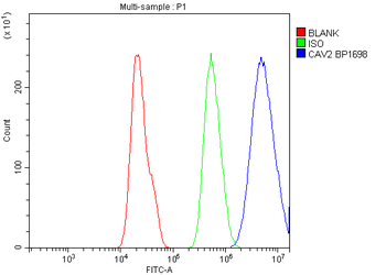 Caveolin-2/CAV2 Rabbit Polyclonal Antibody