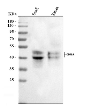 CD79a Rabbit Polyclonal Antibody