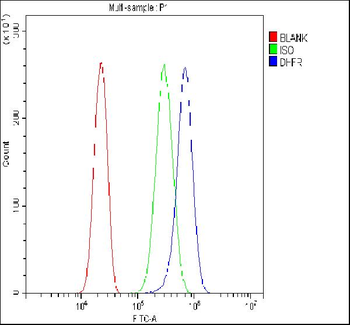 Dihydrofolate reductase Rabbit Polyclonal Antibody