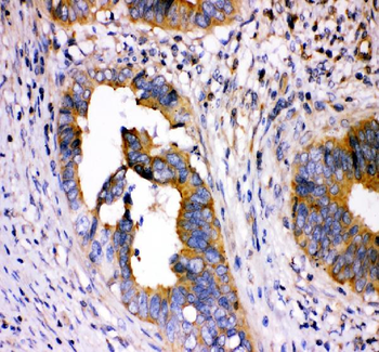 Dihydrofolate reductase Rabbit Polyclonal Antibody