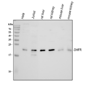 Dihydrofolate reductase Rabbit Polyclonal Antibody