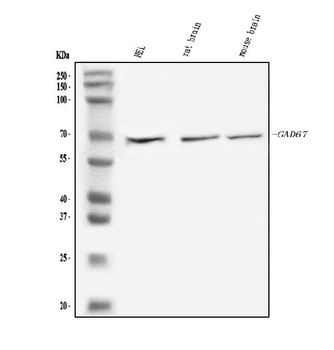 GAD67/GAD1 Rabbit Polyclonal Antibody