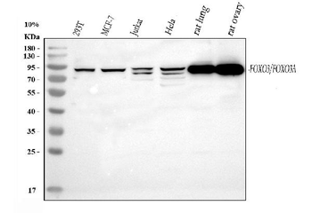 FOXO3A Rabbit Polyclonal Antibody