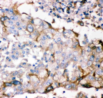 GDNF Receptor alpha 1/GFRA1 Rabbit Polyclonal Antibody