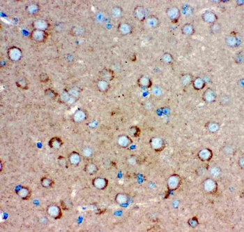 Glutamate Receptor 1/GRIA1 Rabbit Polyclonal Antibody